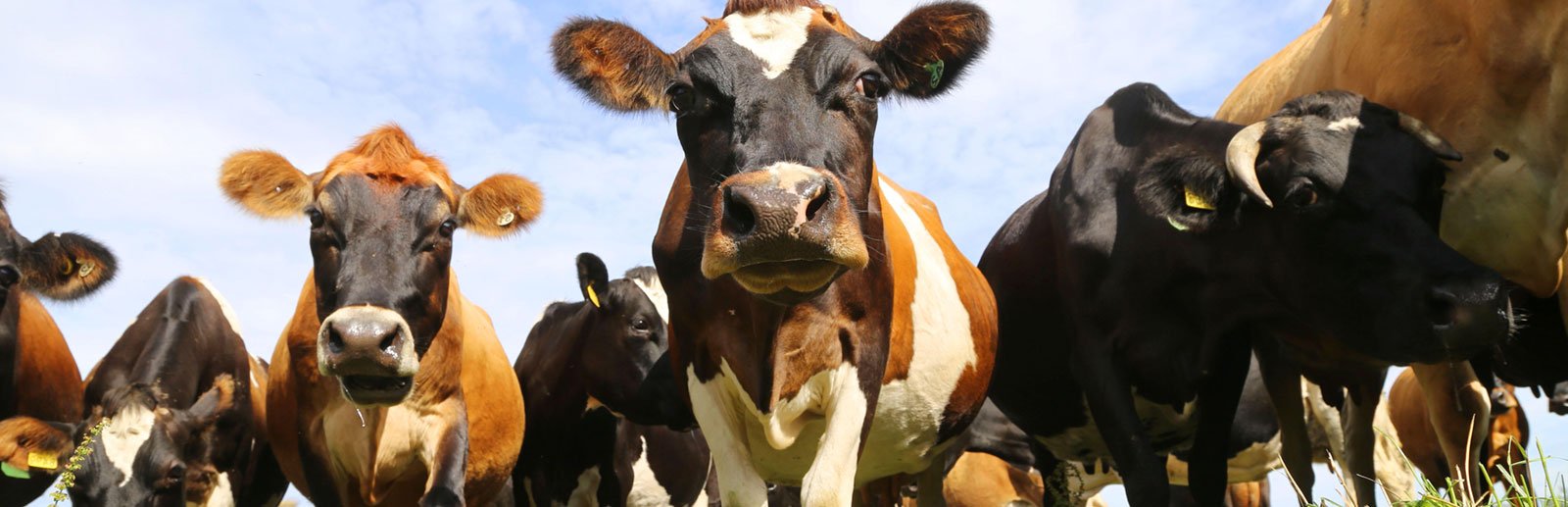 Estrés calórico en ganado lechero y manejos de prevención.