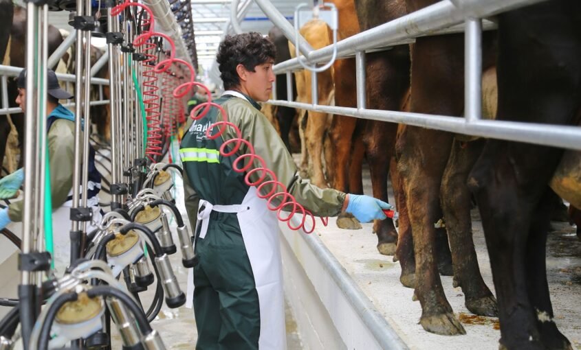 Trabajando en lecherías