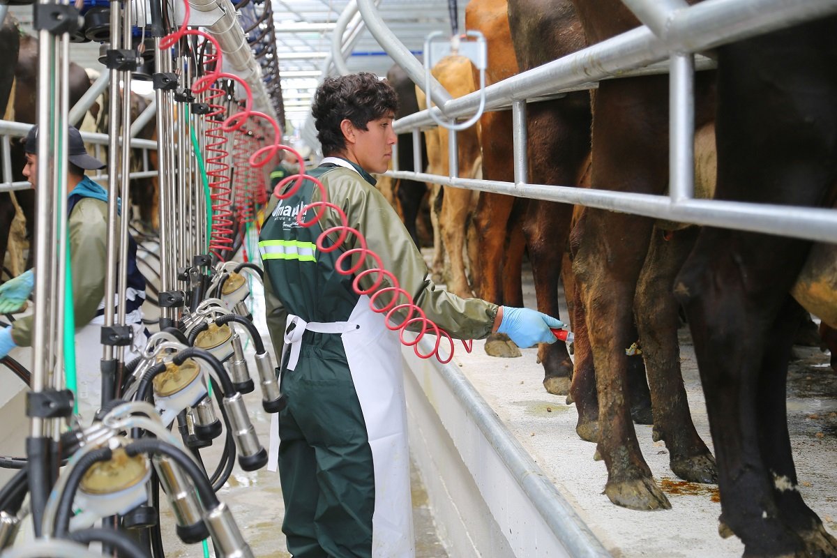 Trabajando en lecherías